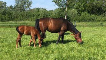 Inseminatie- en merriebegeleiding paarden