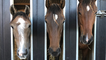 Stalling van paarden